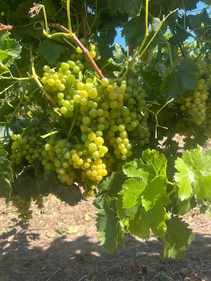 Vând struguri de vin soiuri autorizate - 3 lei kg