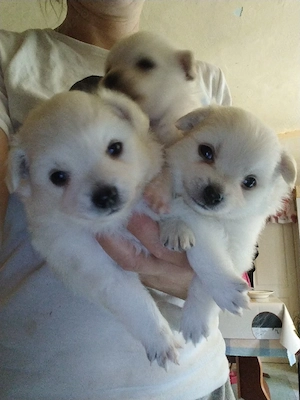 pomeranian - imagine 2