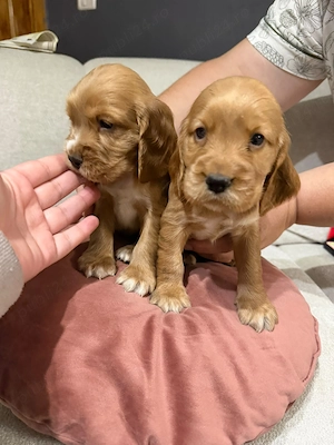 Vând puiuți cocker spaniel  - imagine 2
