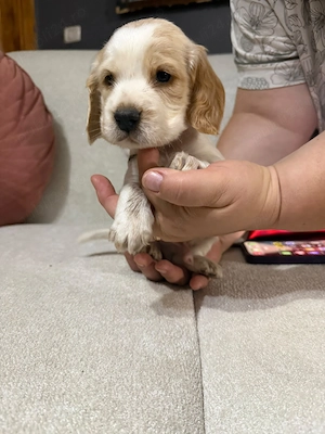 Vând puiuți cocker spaniel  - imagine 3