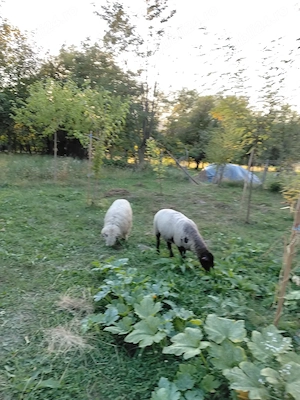 Vând 1 suflok, 1 mieluta turcana - imagine 4