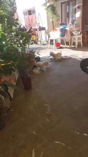 Vând pui de bishoni 2 fetițe si un băiețel,Au 2 luni,.au vaccinuri.        i  - imagine 4