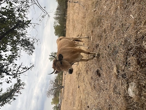 Vaca de 2 ani cu vițel și e și de-a fata - imagine 3