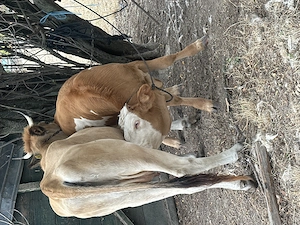 Vaca de 2 ani cu vițel și e și de-a fata - imagine 2