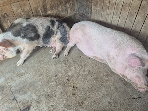animale de vinzare