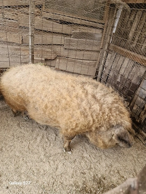 mangalita de sacrificat