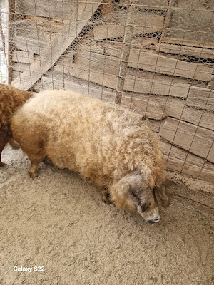 mangalita de sacrificat - imagine 2
