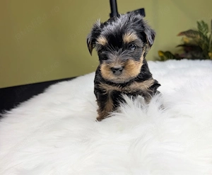 Mascul Yorkshire Terrier Toy - imagine 2