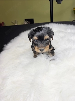 Mascul Yorkshire Terrier Toy - imagine 3