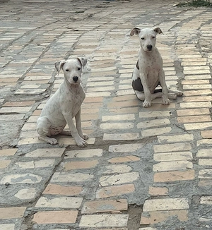 Metis Amstaff 