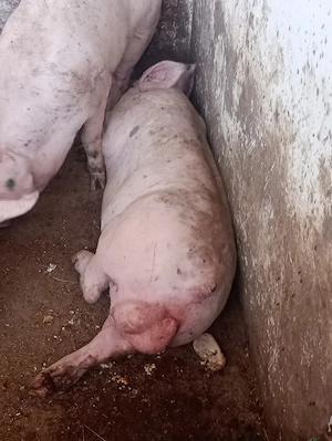 vier de vanzare