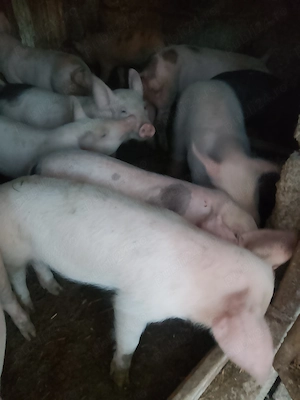 Purcei Landrace cu Marele Alb 500 lei buc - imagine 3