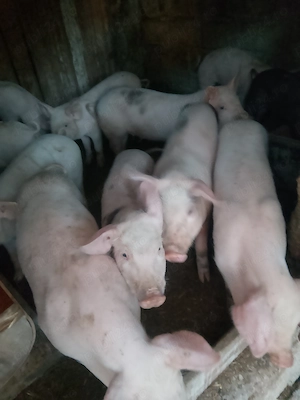 Purcei Landrace cu Marele Alb 500 lei buc - imagine 4