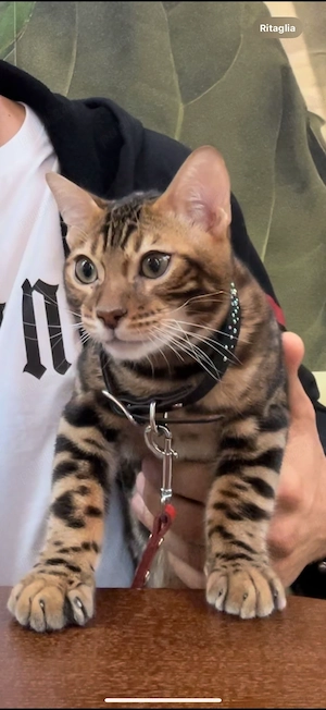 Bengal Cat