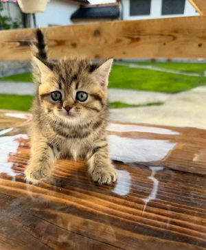 British Shorthair 