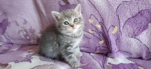 British silver tabby 