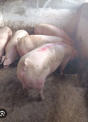 Porci de carne crescuti cu porumb si uruiala de la 120 kg pana la 160 kg  - imagine 2