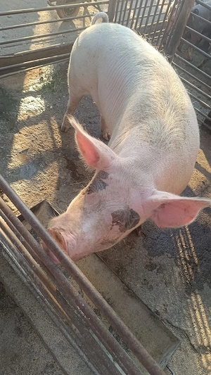 vand porc mare