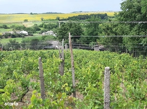 Casă bătrânească, teren 3.227 mp, vie și pomi fructiferi, Iepureni, Iași - imagine 4