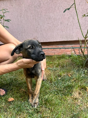 Catel mascul 3 luni spre adoptie, caut stapan - imagine 3