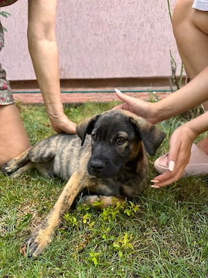 Catel mascul 3 luni spre adoptie, caut stapan - imagine 2