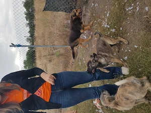 Catel mascul 3 luni spre adoptie, caut stapan - imagine 4
