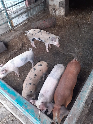 de vanzare șoldani