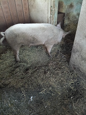 Vind animale , porci, tapi,purcei.