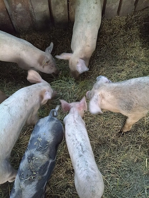 Vind animale , porci, tapi,purcei. - imagine 4