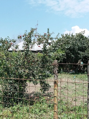 Casa + teren de vanzare în Delta Dunării, sat Ilganii de Jos,com Nufaru,jud.Tulcea - imagine 4