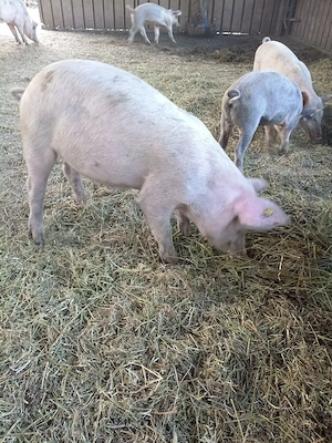 Vind animale , porci, tapi,purcei. - imagine 2