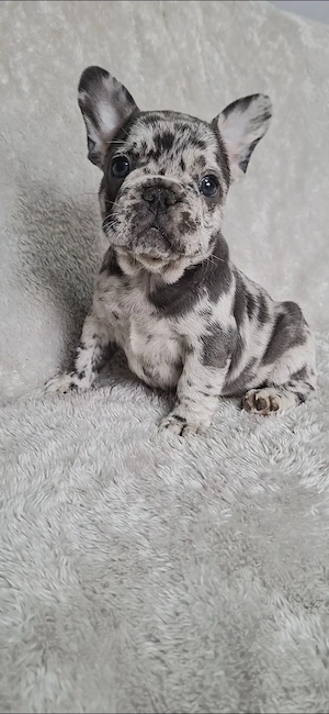 Bulldog francez merle blue 