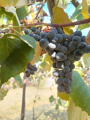 Struguri pentru vin 3 lei   kg