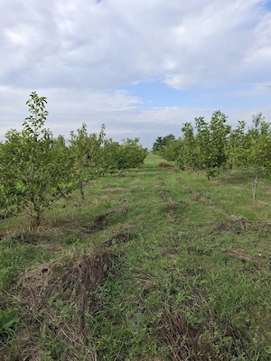 Casa bătrânească cu teren 20.000 mp - imagine 2