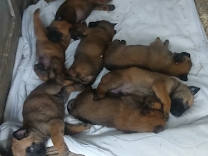 pui de ciobanes malinua