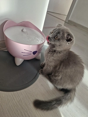 Mochi , pisicuță scotish  - imagine 3