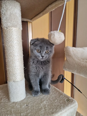 Mochi , pisicuță scotish  - imagine 2
