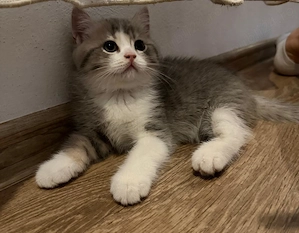 2 băieți british shorthair tabby - imagine 2