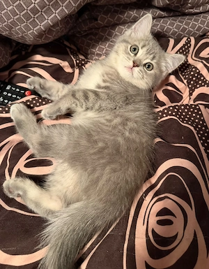 2 băieți british shorthair tabby