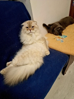 Mochi , pisicuță scotish  - imagine 4