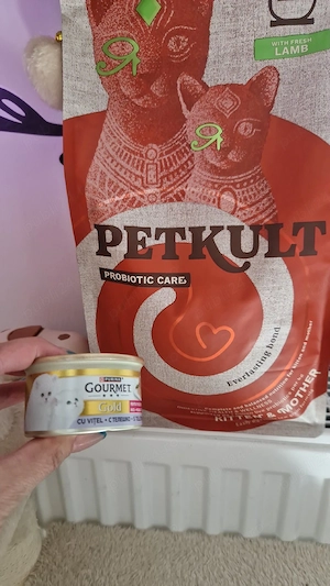 Mochi , pisicuță scotish  - imagine 5