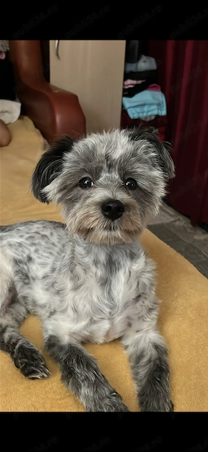 Adopție Bichon Havanez 
