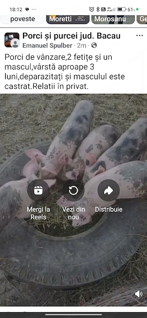 Porci de vanzare