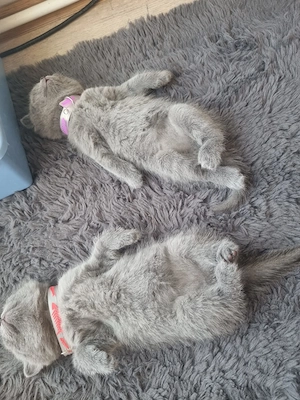 British Shorthair grey - imagine 4
