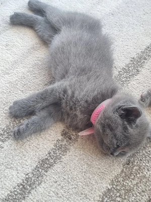 British Shorthair grey