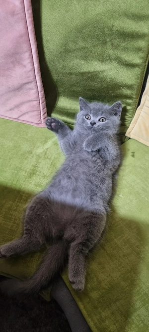 British Shorthair grey - imagine 3
