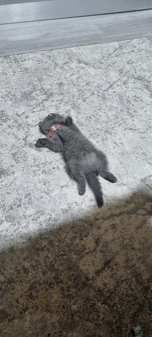 British Shorthair grey - imagine 2