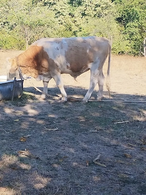 Vând  taur  la 8500 ron
