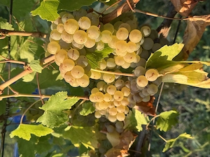 Struguri de vin   Fetească, Muscat Ottonel, Muscat de Hamburg și Chasselas