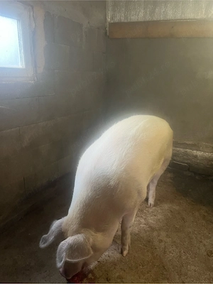 vand scroafa si porc - imagine 5